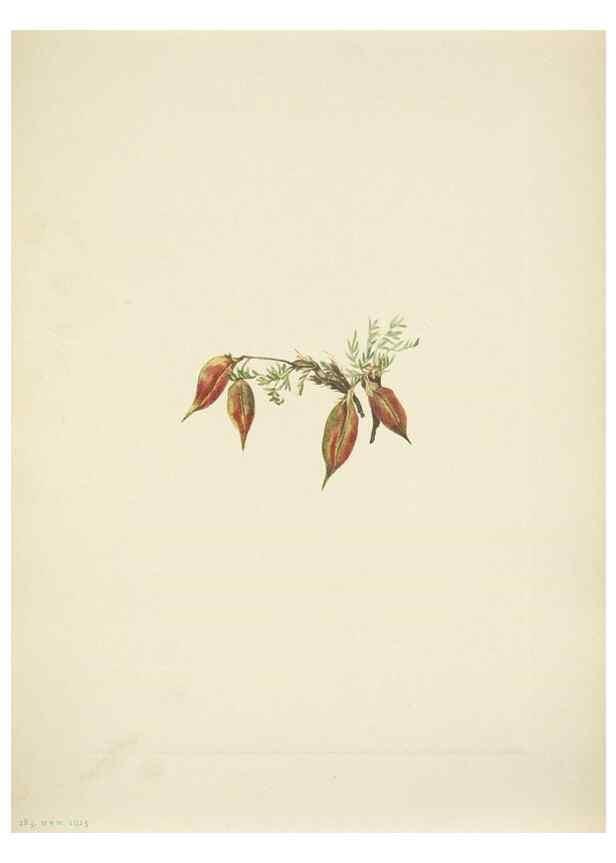 Reproducción/Reproduction 46919026001: North American wild flowers. Washington, D.C. :Smithsonian Institution,1925.. 