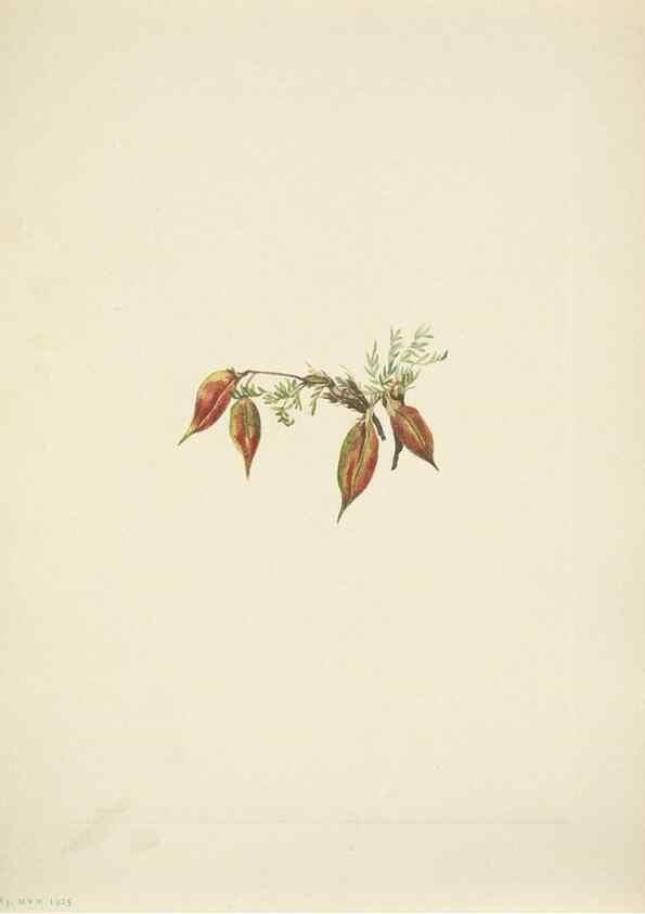 Reproducción/Reproduction 46919026001: North American wild flowers. Washington, D.C. :Smithsonian Institution,1925.. 