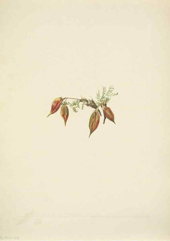 Reproducción/Reproduction 46919026001: North American wild flowers. Washington, D.C. :Smithsonian Institution,1925.. 