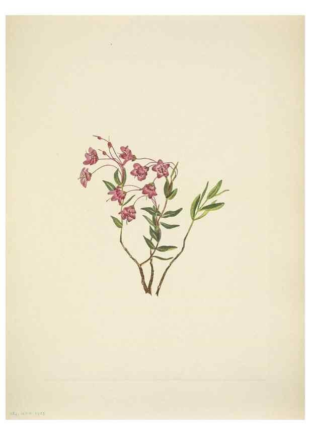 Reproducción/Reproduction 46004661105: North American wild flowers. Washington, D.C. :Smithsonian Institution,1925.. 