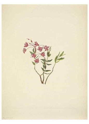 Reproducción/Reproduction 46004661105: North American wild flowers. Washington, D.C. :Smithsonian Institution,1925.. 