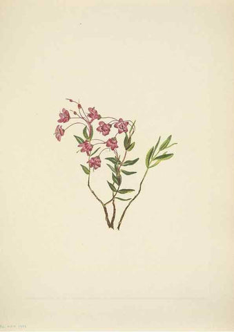 Reproducción/Reproduction 46004661105: North American wild flowers. Washington, D.C. :Smithsonian Institution,1925.. 
