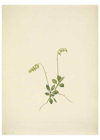 Reproducción/Reproduction 39954261723: North American wild flowers. Washington, D.C. :Smithsonian Institution,1925.. 
