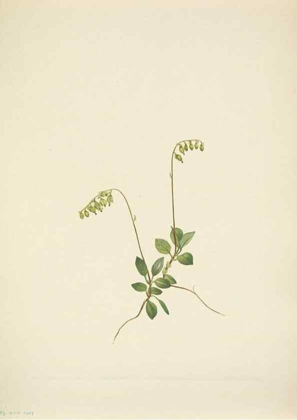 Reproducción/Reproduction 39954261723: North American wild flowers. Washington, D.C. :Smithsonian Institution,1925.. 