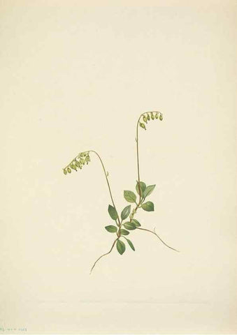 Reproducción/Reproduction 39954261723: North American wild flowers. Washington, D.C. :Smithsonian Institution,1925.. 