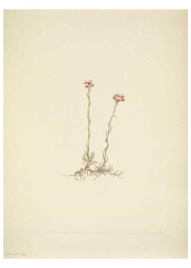 Reproducción/Reproduction 46919028701: North American wild flowers. Washington, D.C. :Smithsonian Institution,1925.. 