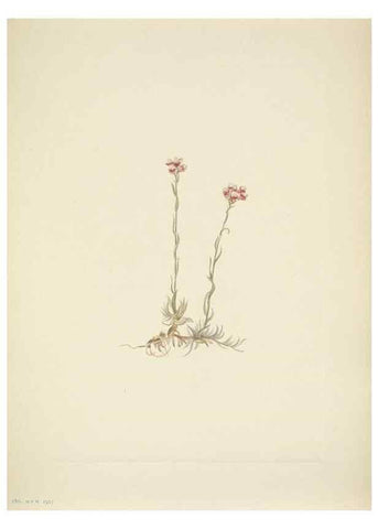 Reproducción/Reproduction 46919028701: North American wild flowers. Washington, D.C. :Smithsonian Institution,1925.. 