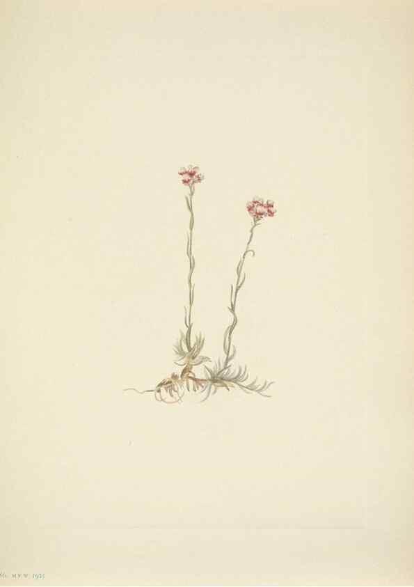 Reproducción/Reproduction 46919028701: North American wild flowers. Washington, D.C. :Smithsonian Institution,1925.. 