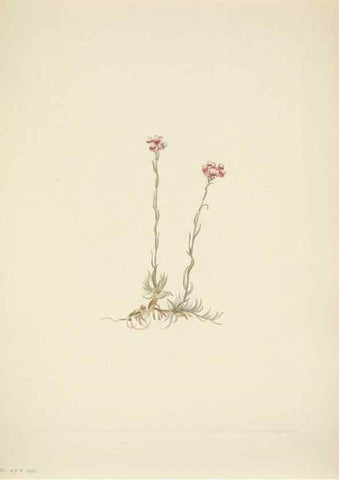 Reproducción/Reproduction 46919028701: North American wild flowers. Washington, D.C. :Smithsonian Institution,1925.. 