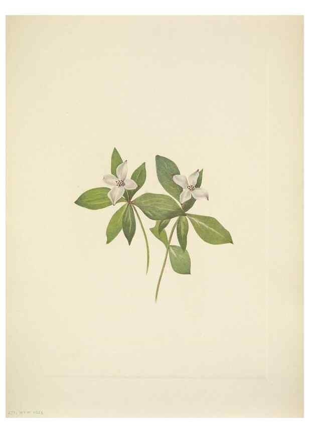 Reproducción/Reproduction 46004649935: North American wild flowers. Washington, D.C. :Smithsonian Institution,1925.. 