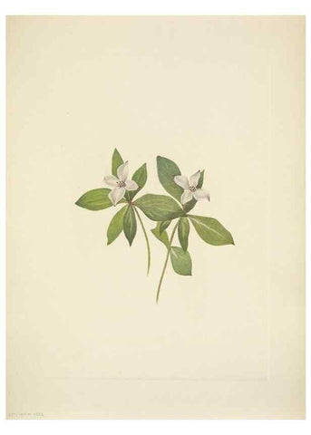 Reproducción/Reproduction 46004649935: North American wild flowers. Washington, D.C. :Smithsonian Institution,1925.. 