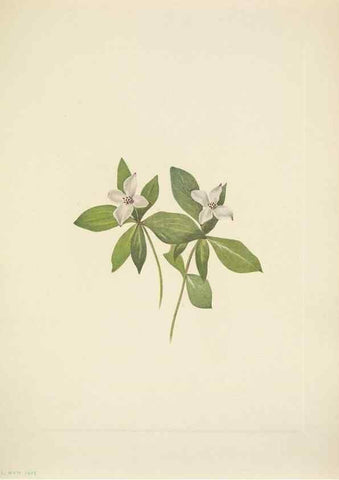 Reproducción/Reproduction 46004649935: North American wild flowers. Washington, D.C. :Smithsonian Institution,1925.. 