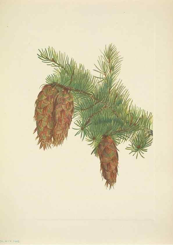 Reproducción/Reproduction 46866867902: North American wild flowers. Washington, D.C. :Smithsonian Institution,1925.. 