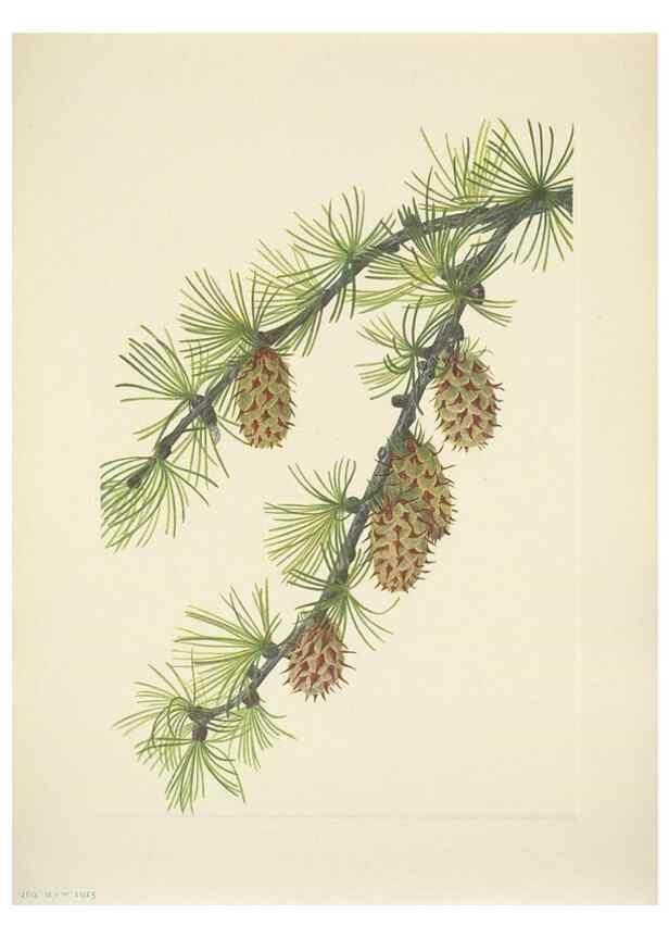 Reproducción/Reproduction 46919012361: North American wild flowers. Washington, D.C. :Smithsonian Institution,1925.. 