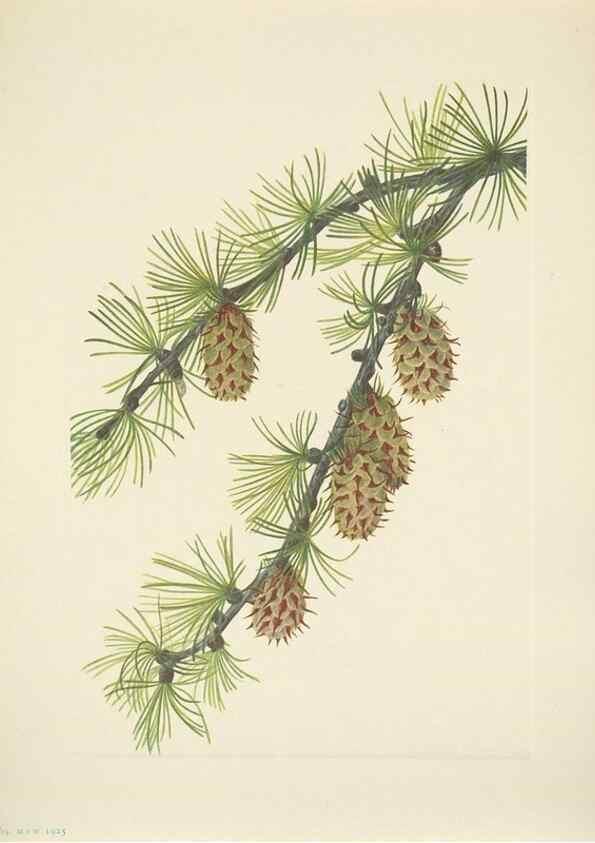 Reproducción/Reproduction 46919012361: North American wild flowers. Washington, D.C. :Smithsonian Institution,1925.. 