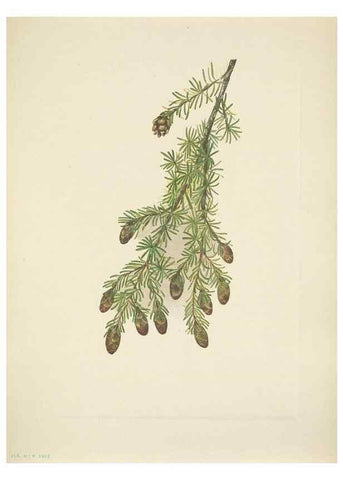 Reproducción/Reproduction 46919011571: North American wild flowers. Washington, D.C. :Smithsonian Institution,1925.. 