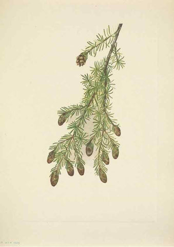 Reproducción/Reproduction 46919011571: North American wild flowers. Washington, D.C. :Smithsonian Institution,1925.. 