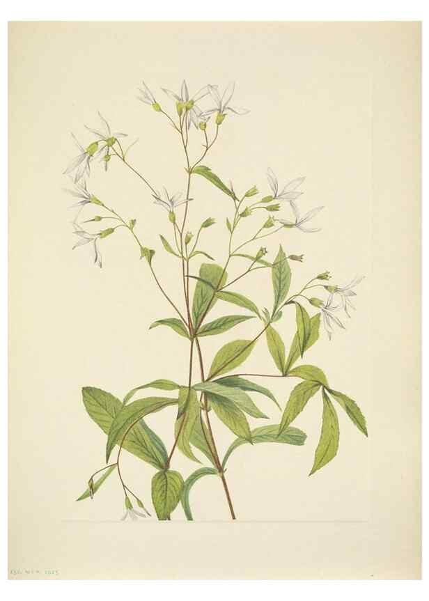 Reproducción/Reproduction 46866856982: North American wild flowers. Washington, D.C. :Smithsonian Institution,1925.. 