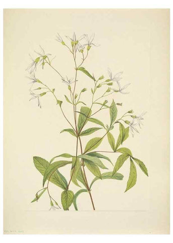 Reproducción/Reproduction 46866856982: North American wild flowers. Washington, D.C. :Smithsonian Institution,1925.. 