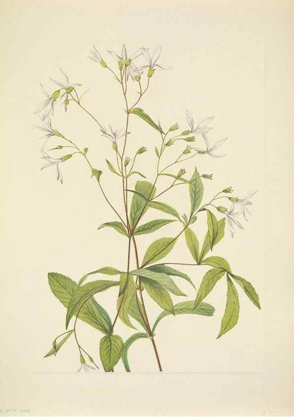 Reproducción/Reproduction 46866856982: North American wild flowers. Washington, D.C. :Smithsonian Institution,1925.. 