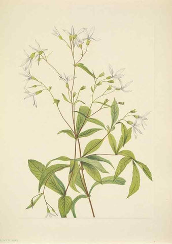 Reproducción/Reproduction 46866856982: North American wild flowers. Washington, D.C. :Smithsonian Institution,1925.. 