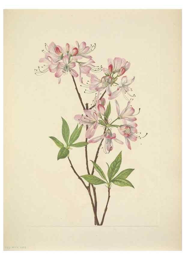 Reproducción/Reproduction 46918998701: North American wild flowers. Washington, D.C. :Smithsonian Institution,1925.. 