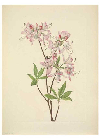 Reproducción/Reproduction 46918998701: North American wild flowers. Washington, D.C. :Smithsonian Institution,1925.. 