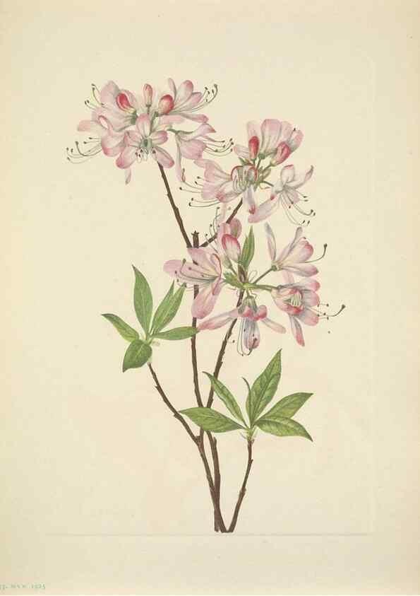 Reproducción/Reproduction 46918998701: North American wild flowers. Washington, D.C. :Smithsonian Institution,1925.. 