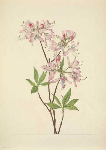 Reproducción/Reproduction 46918998701: North American wild flowers. Washington, D.C. :Smithsonian Institution,1925.. 