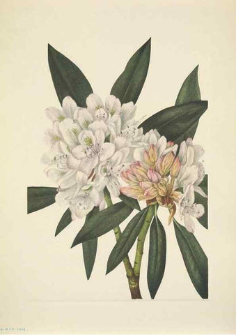 Reproducción/Reproduction 33043668988: North American wild flowers. Washington, D.C. :Smithsonian Institution,1925.. 
