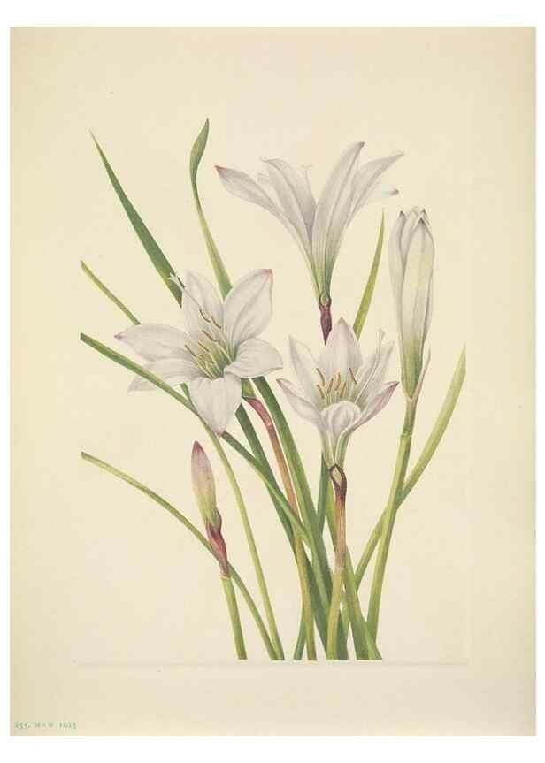 Reproducción/Reproduction 46919000131: North American wild flowers. Washington, D.C. :Smithsonian Institution,1925.. 