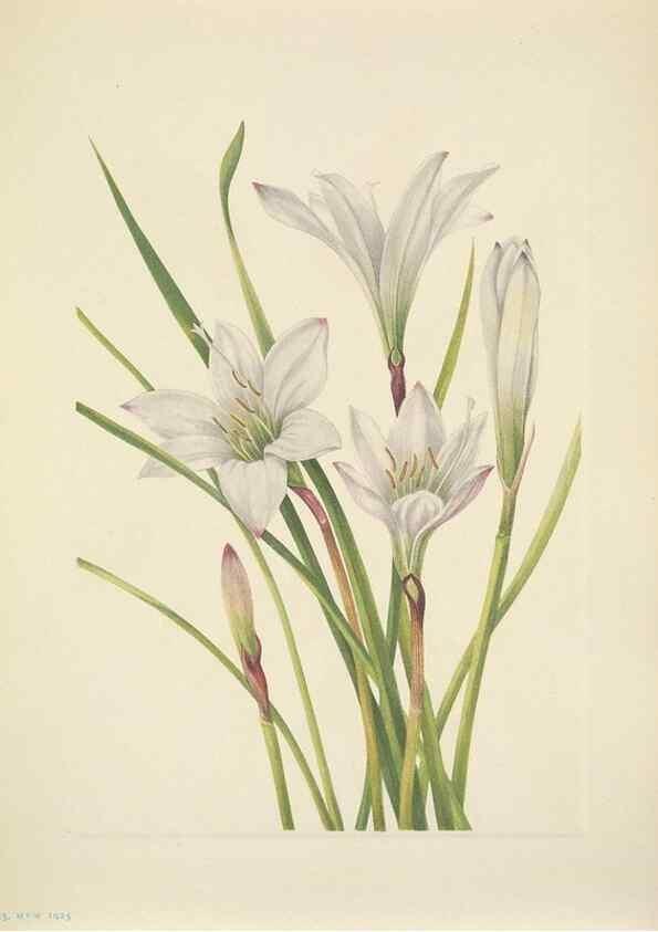 Reproducción/Reproduction 46919000131: North American wild flowers. Washington, D.C. :Smithsonian Institution,1925.. 