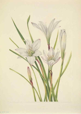 Reproducción/Reproduction 46919000131: North American wild flowers. Washington, D.C. :Smithsonian Institution,1925.. 
