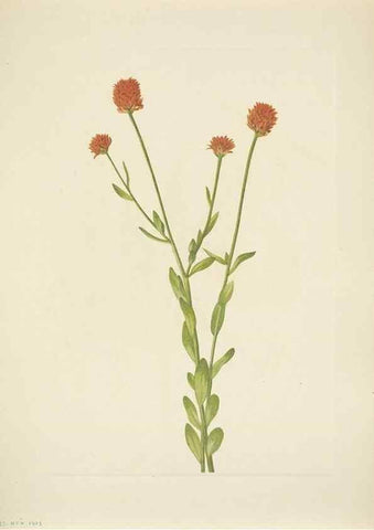 Reproducción/Reproduction 31977847997: North American wild flowers. Washington, D.C. :Smithsonian Institution,1925.. 