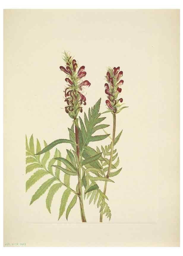 Reproducción/Reproduction 46919003121: North American wild flowers. Washington, D.C. :Smithsonian Institution,1925.. 