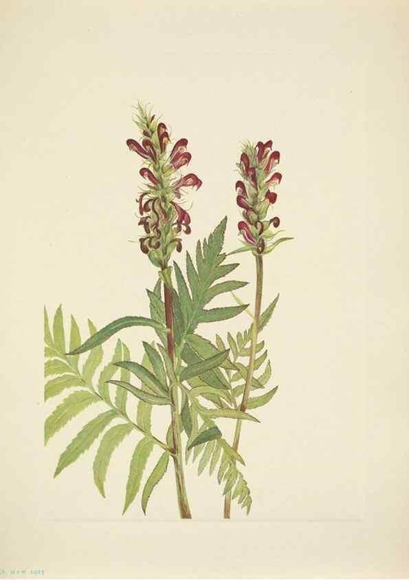 Reproducción/Reproduction 46919003121: North American wild flowers. Washington, D.C. :Smithsonian Institution,1925.. 