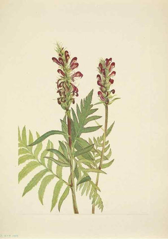 Reproducción/Reproduction 46919003121: North American wild flowers. Washington, D.C. :Smithsonian Institution,1925.. 