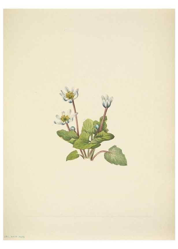 Reproducción/Reproduction 46866882912: North American wild flowers. Washington, D.C. :Smithsonian Institution,1925.. 