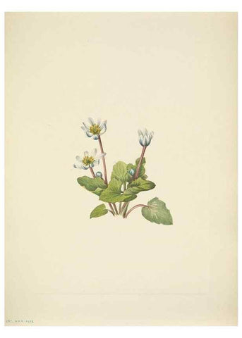 Reproducción/Reproduction 46866882912: North American wild flowers. Washington, D.C. :Smithsonian Institution,1925.. 