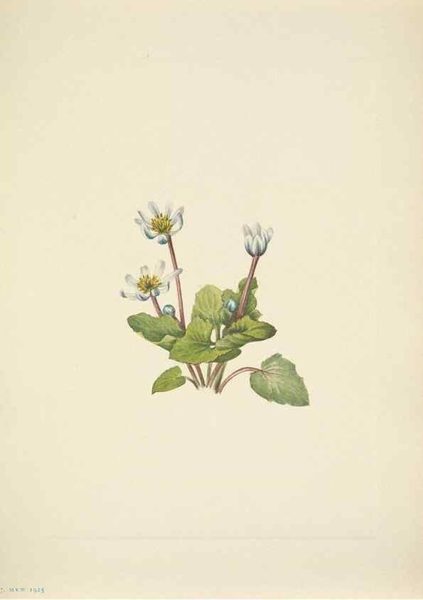 Reproducción/Reproduction 46866882912: North American wild flowers. Washington, D.C. :Smithsonian Institution,1925.. 