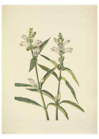 Reproducción/Reproduction 33043672128: North American wild flowers. Washington, D.C. :Smithsonian Institution,1925.. 