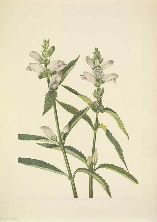 Reproducción/Reproduction 33043672128: North American wild flowers. Washington, D.C. :Smithsonian Institution,1925.. 