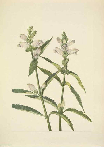 Reproducción/Reproduction 33043672128: North American wild flowers. Washington, D.C. :Smithsonian Institution,1925.. 