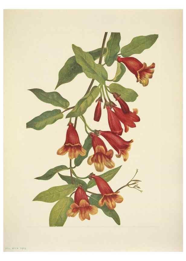 Reproducción/Reproduction 46866862652: North American wild flowers. Washington, D.C. :Smithsonian Institution,1925.. 