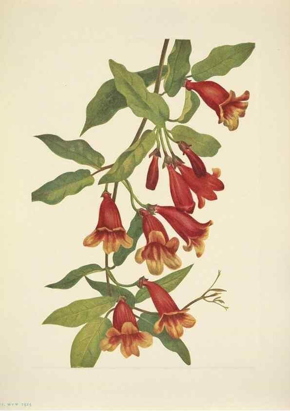Reproducción/Reproduction 46866862652: North American wild flowers. Washington, D.C. :Smithsonian Institution,1925.. 