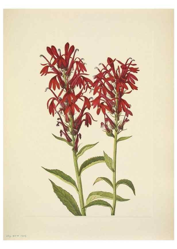 Reproducción/Reproduction 46194207924: North American wild flowers. Washington, D.C. :Smithsonian Institution,1925.. 