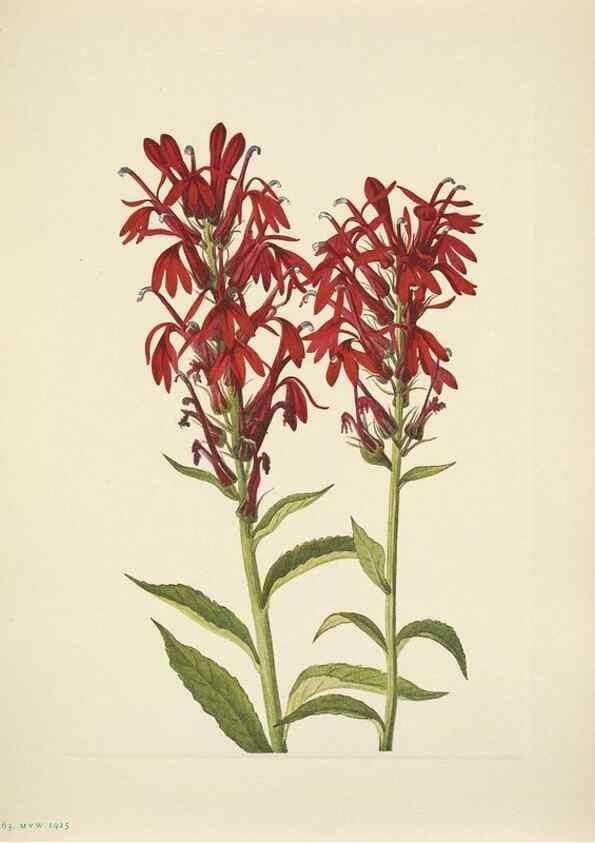 Reproducción/Reproduction 46194207924: North American wild flowers. Washington, D.C. :Smithsonian Institution,1925.. 