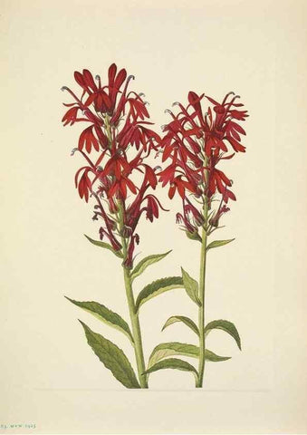 Reproducción/Reproduction 46194207924: North American wild flowers. Washington, D.C. :Smithsonian Institution,1925.. 
