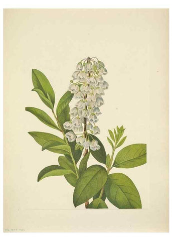 Reproducción/Reproduction 46004641145: North American wild flowers. Washington, D.C. :Smithsonian Institution,1925.. 
