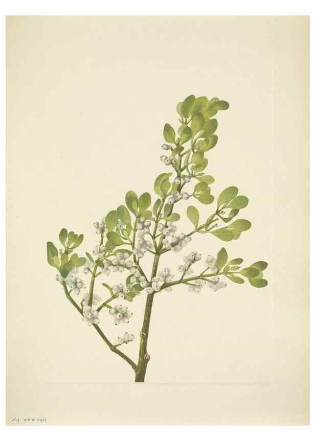 Reproducción/Reproduction 46004642255: North American wild flowers. Washington, D.C. :Smithsonian Institution,1925.. 
